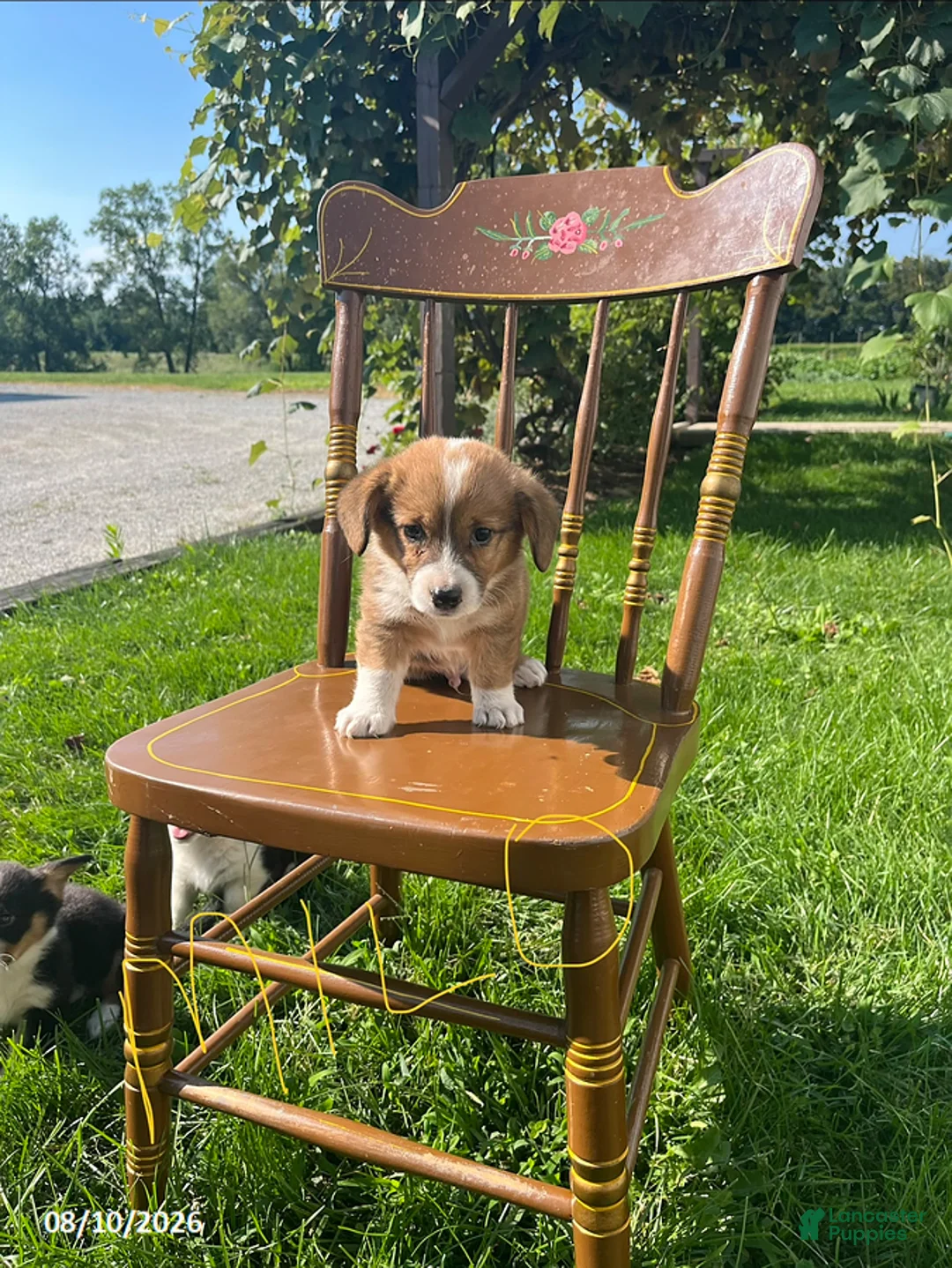 Welsh Corgi Pembroke dogs for sale: Milo - Ad 2