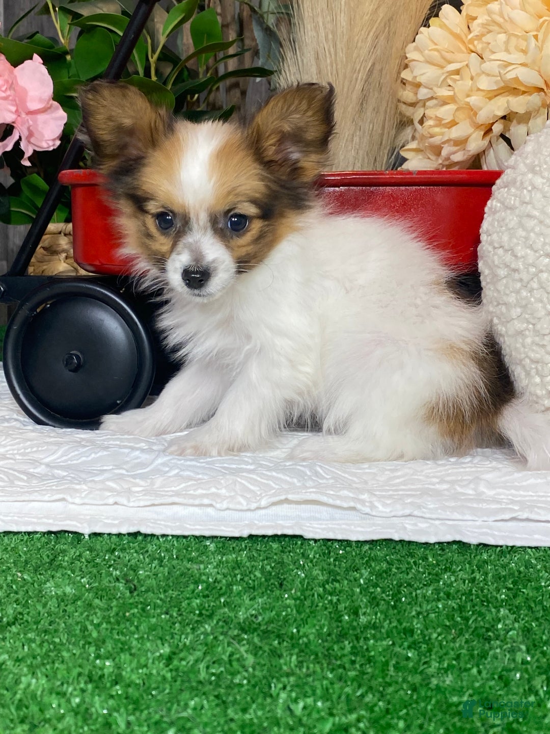 Papillon dogs for sale: Ruby  - Ad 2