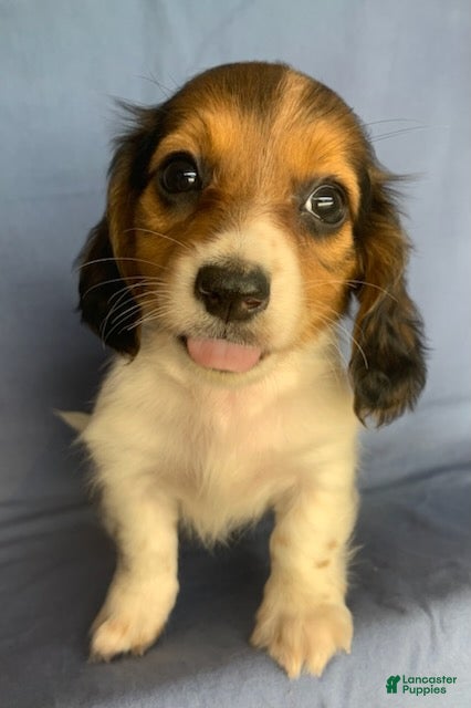 Miniature Dachshund dogs Chico - Ad 2