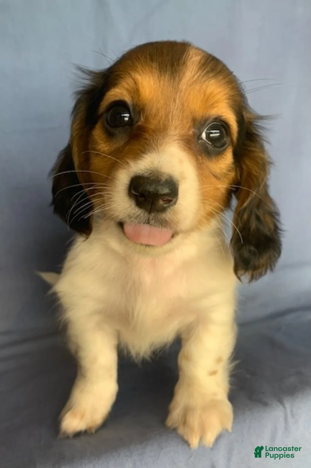 Miniature Dachshund dogs for sale: Chico - Ad 2