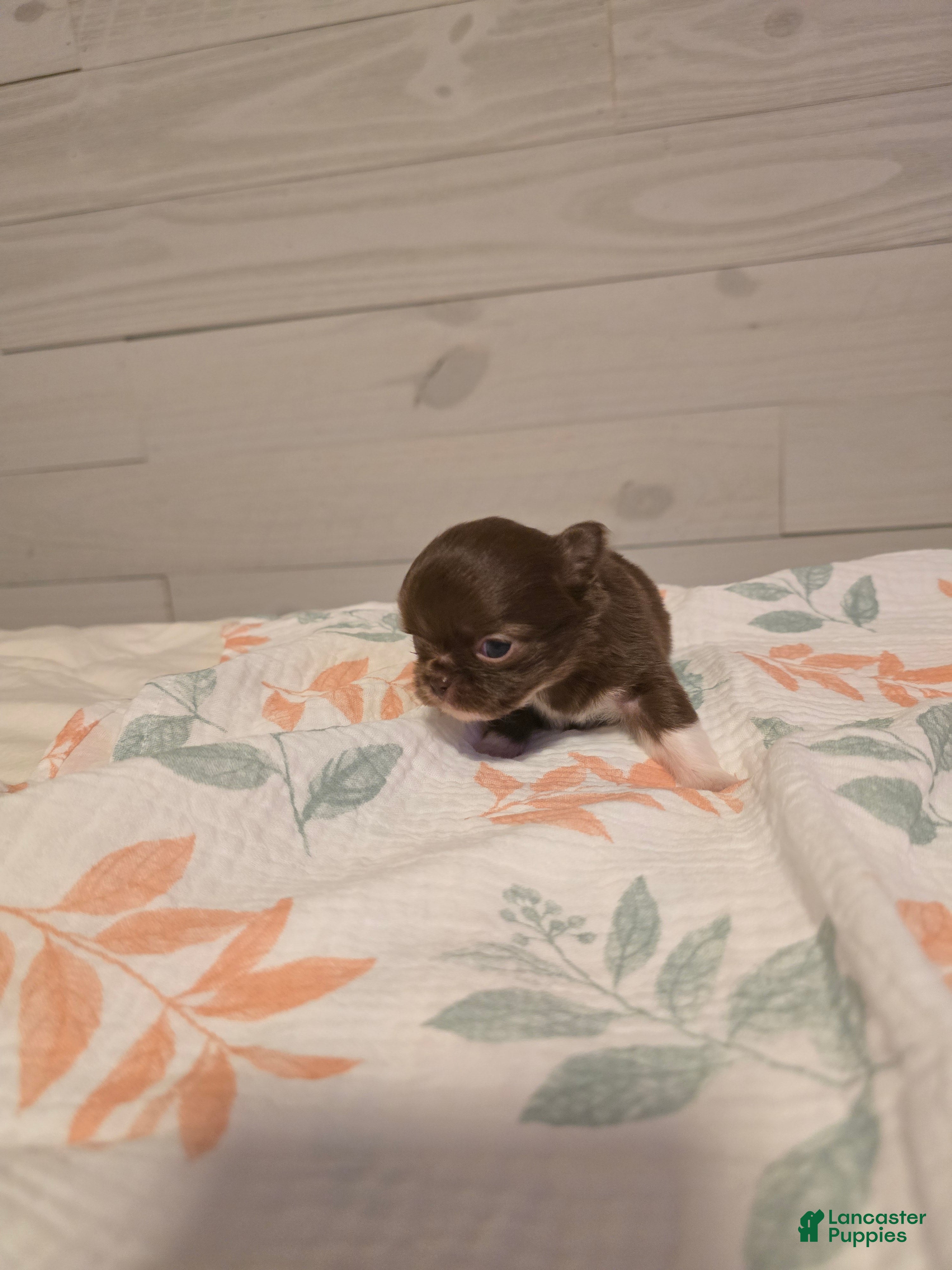 Chihuahua dogs Wilma - Ad 8