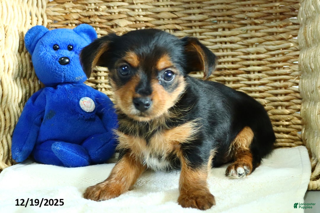 Yorkshire Terrier dogs for sale: Snickers - Ad 1