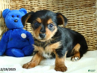 Yorkshire Terrier dogs Snickers - Ad 38