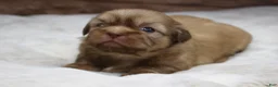 Shih Tzu dogs for sale: Maggie - Ad 2