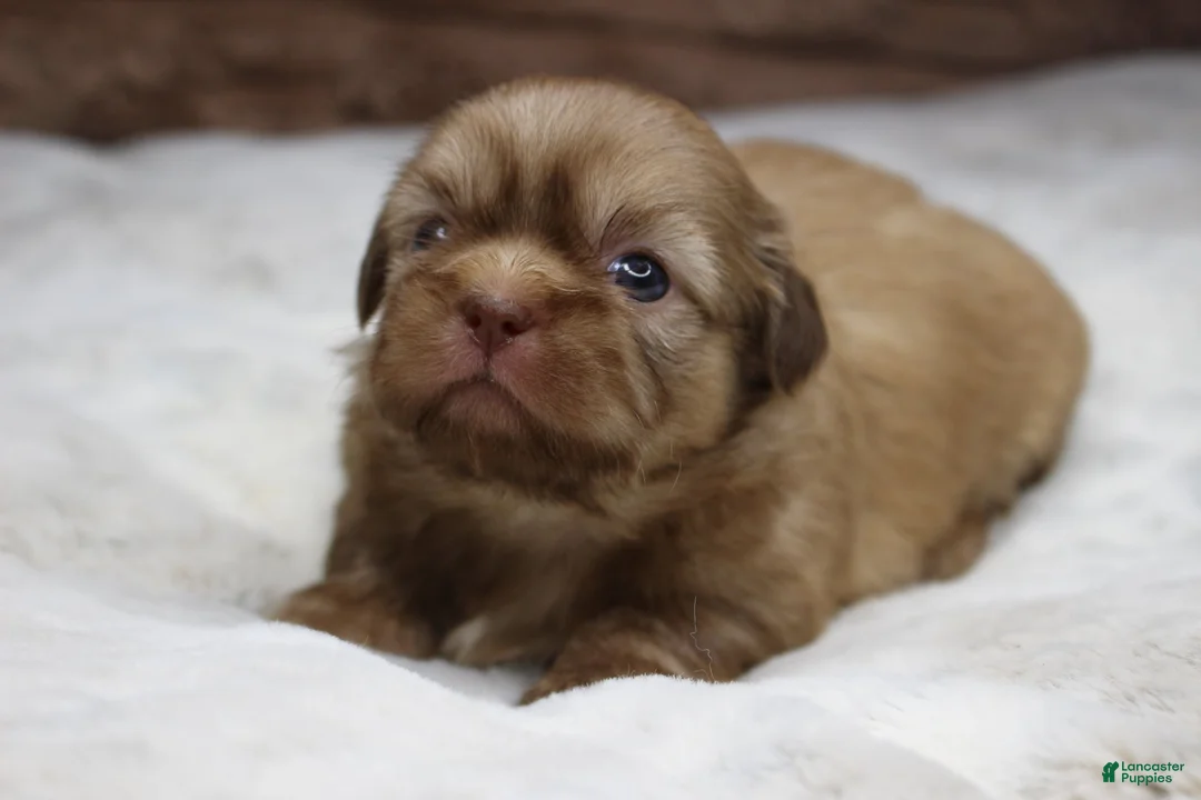 Shih Tzu dogs for sale: Maggie - Ad 2