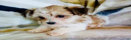 Yochon dogs for sale: Missy - Ad 5