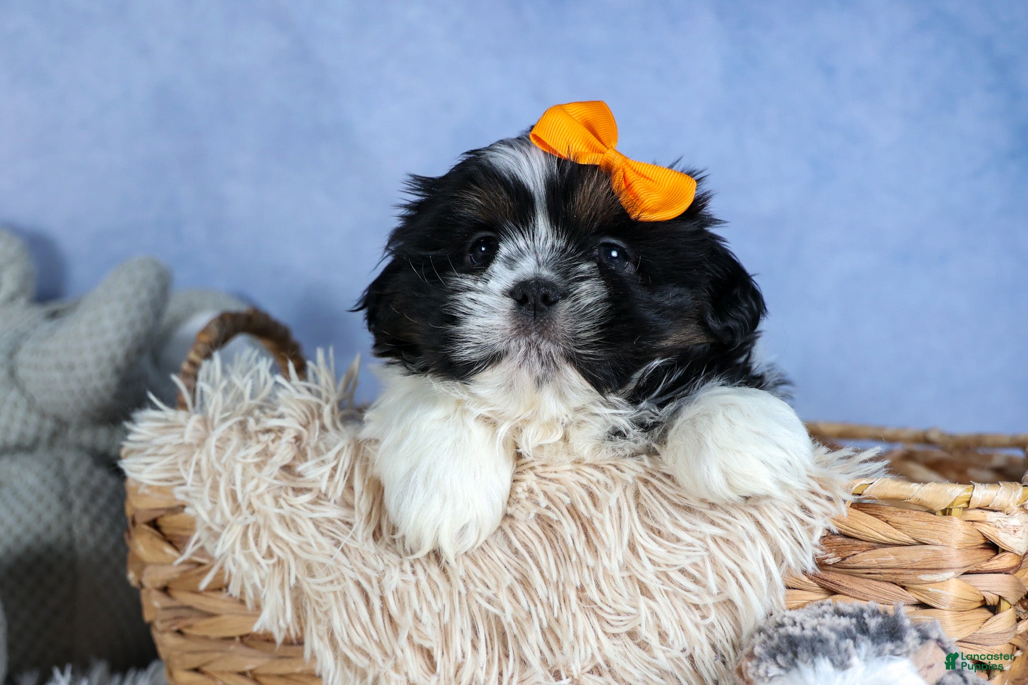 Shih Tzu dogs HARLEY - Ad 2