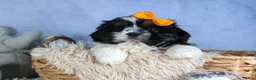 Shih Tzu dogs for sale: HARLEY - Ad 2