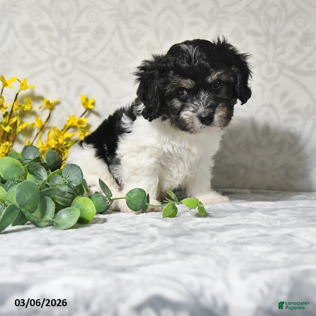 Cavachon dogs for sale: Jax - Ad 1