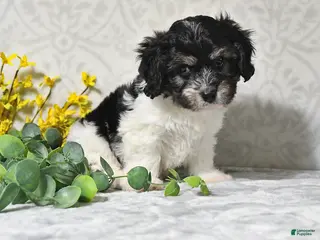 Cavachon dogs for sale: Jax - Ad 2