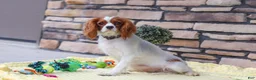 Cavapoo dogs for sale: Clyde - Ad 6