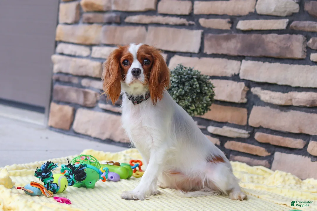 Cavapoo dogs for sale: Clyde - Ad 6