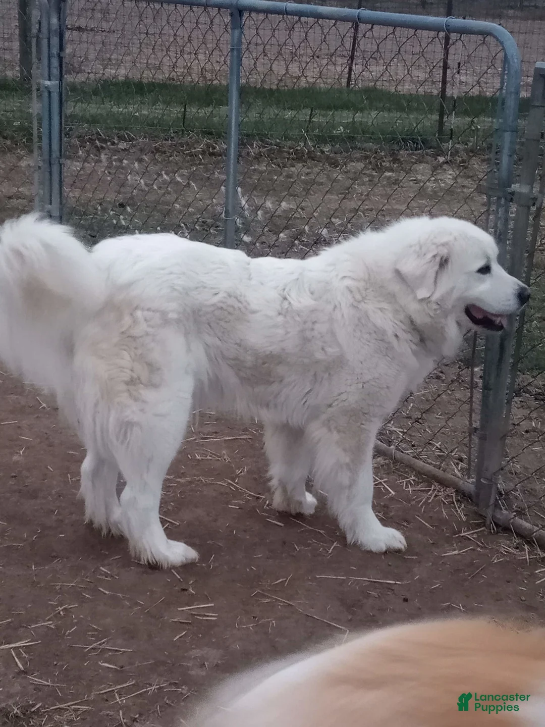 Gallery Image {{count}}