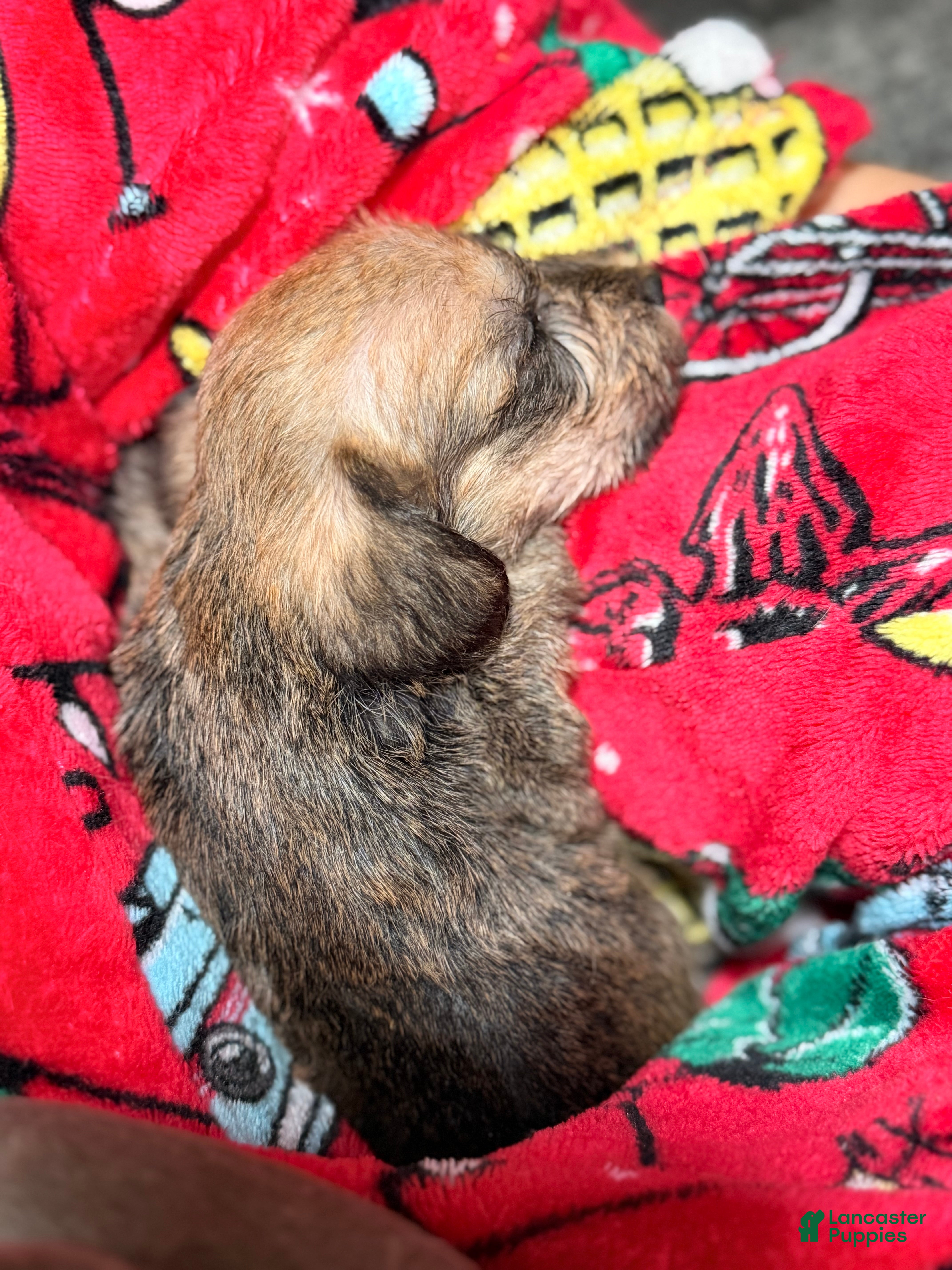 Mixed Breed dogs Binkles  - Ad 2