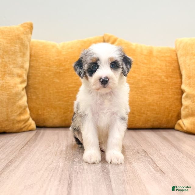 Mini Bernedoodle dogs Harper - Ad 1