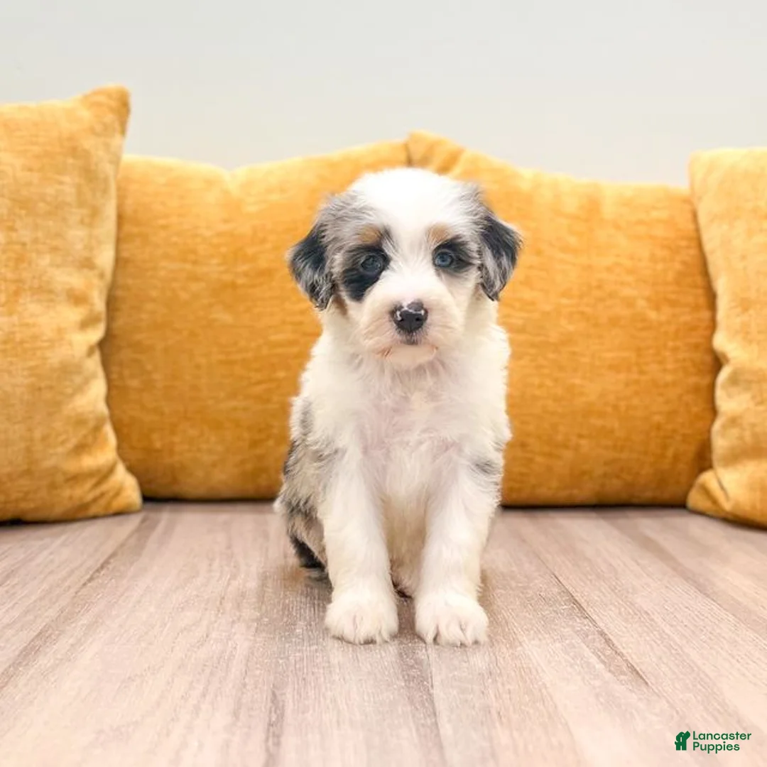 Mini Bernedoodle dogs for sale: Harper - Ad 1