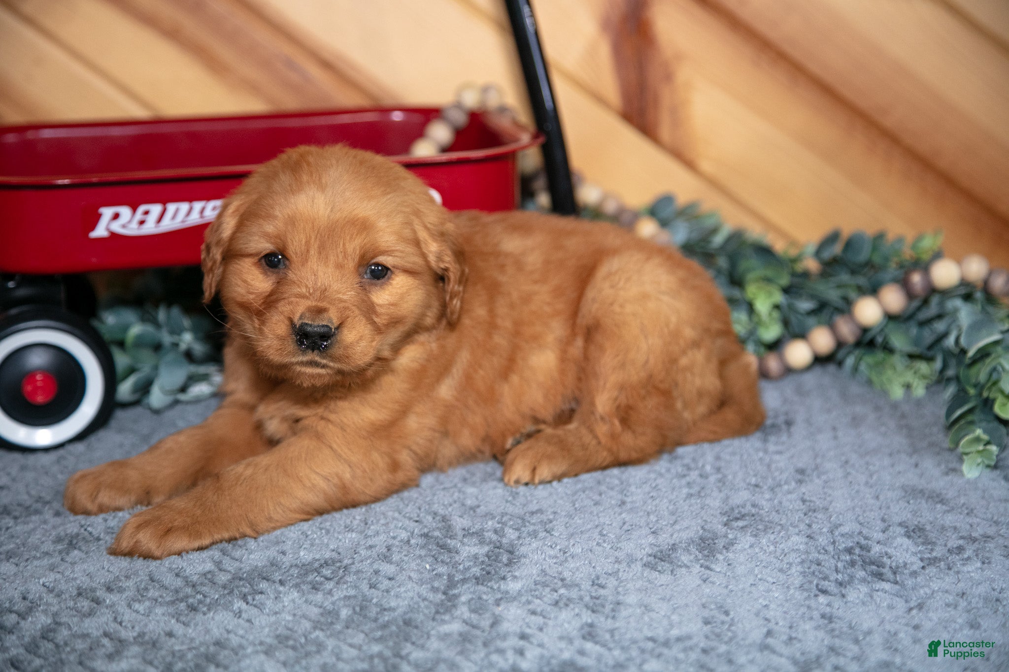 Golden Retriever dogs Daisy - Ad 41