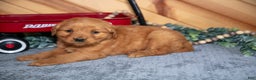 Golden Retriever dogs for sale: Daisy - Ad 1