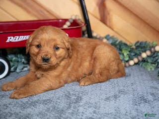 Golden Retriever dogs Daisy - Ad 41