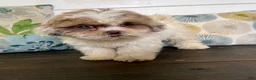 Shihpoo dogs for sale: Cinderella  - Ad 15