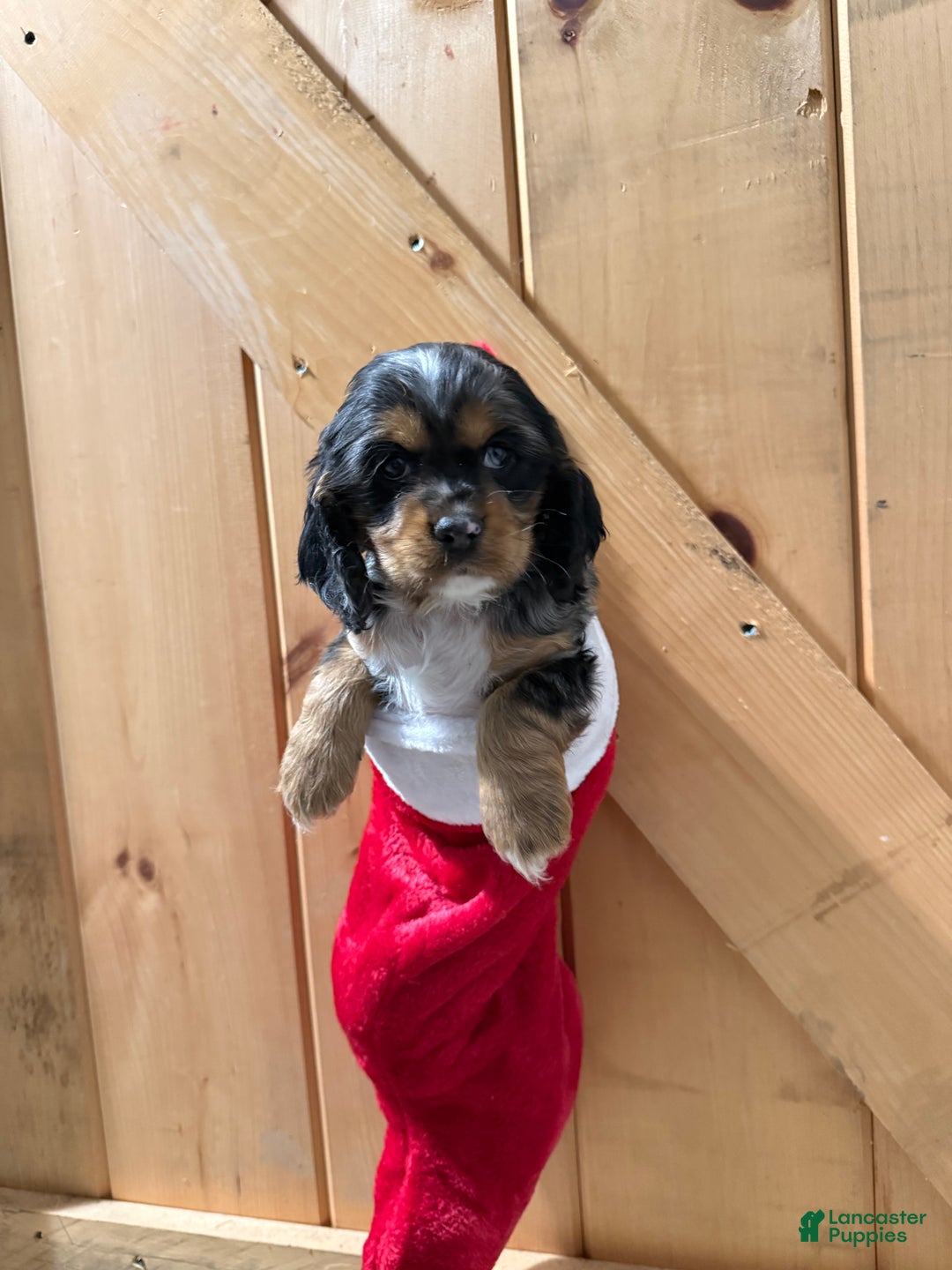 Cocker Spaniel dogs for sale: Delilah - Ad 3