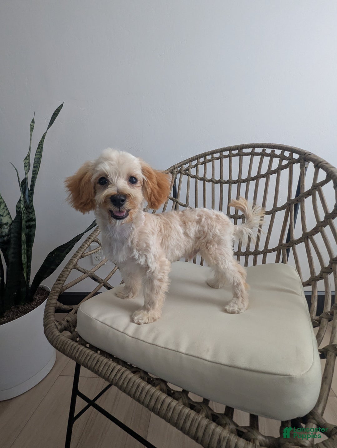 Havapoo dogs for sale: Biscuit  - Ad 3