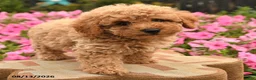 Miniature Poodle dogs for sale: Britney - Ad 3