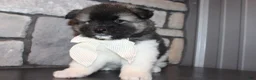 Akita dogs for sale: AKC Riley - Ad 11
