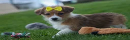Corgipoo dogs for sale: NOEL - Ad 9
