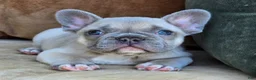 French Bulldog dogs for sale: Ollie - Ad 1