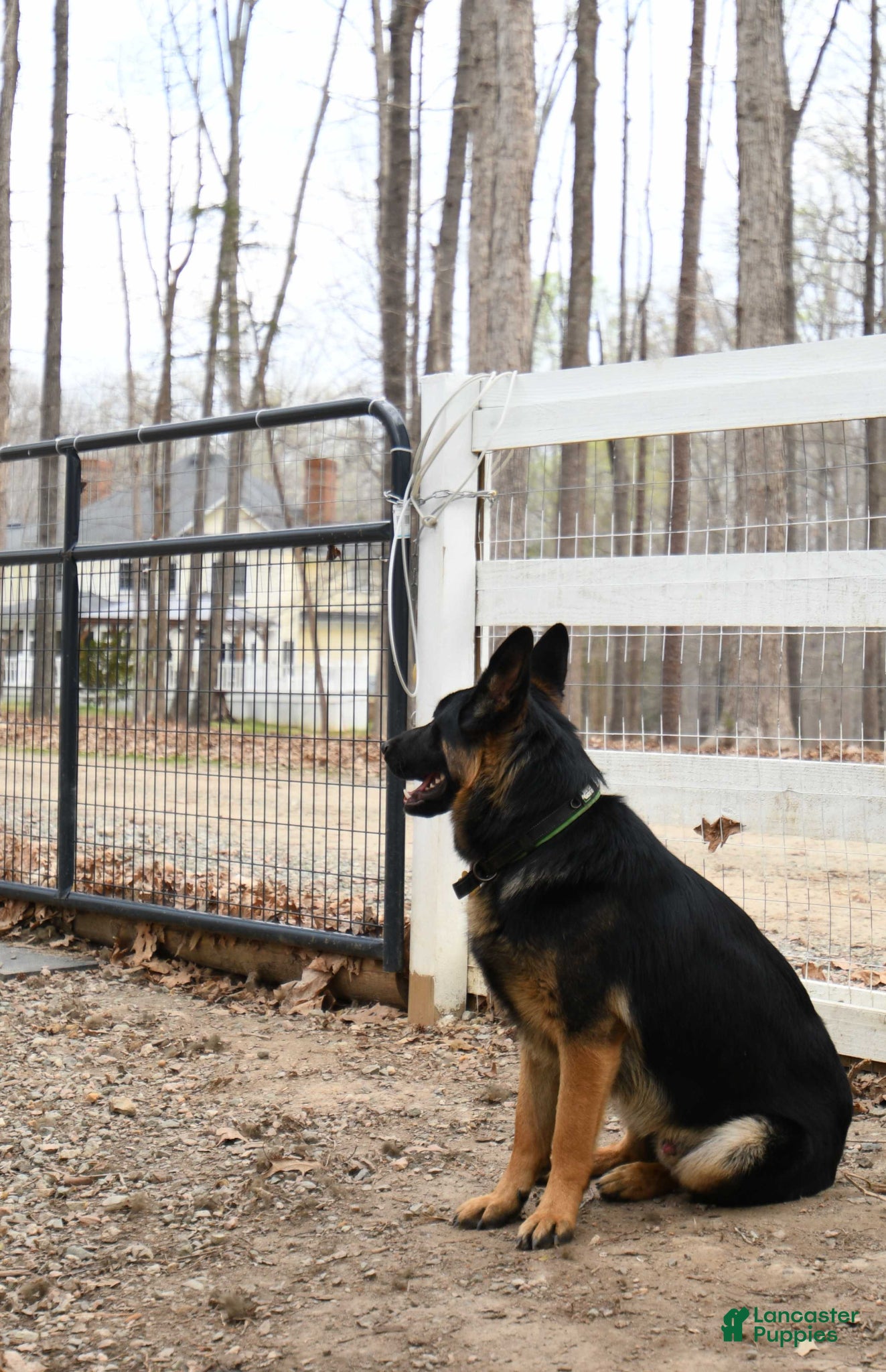 German Shepherd dogs German Shepherd Puppy 1 - Ad 2