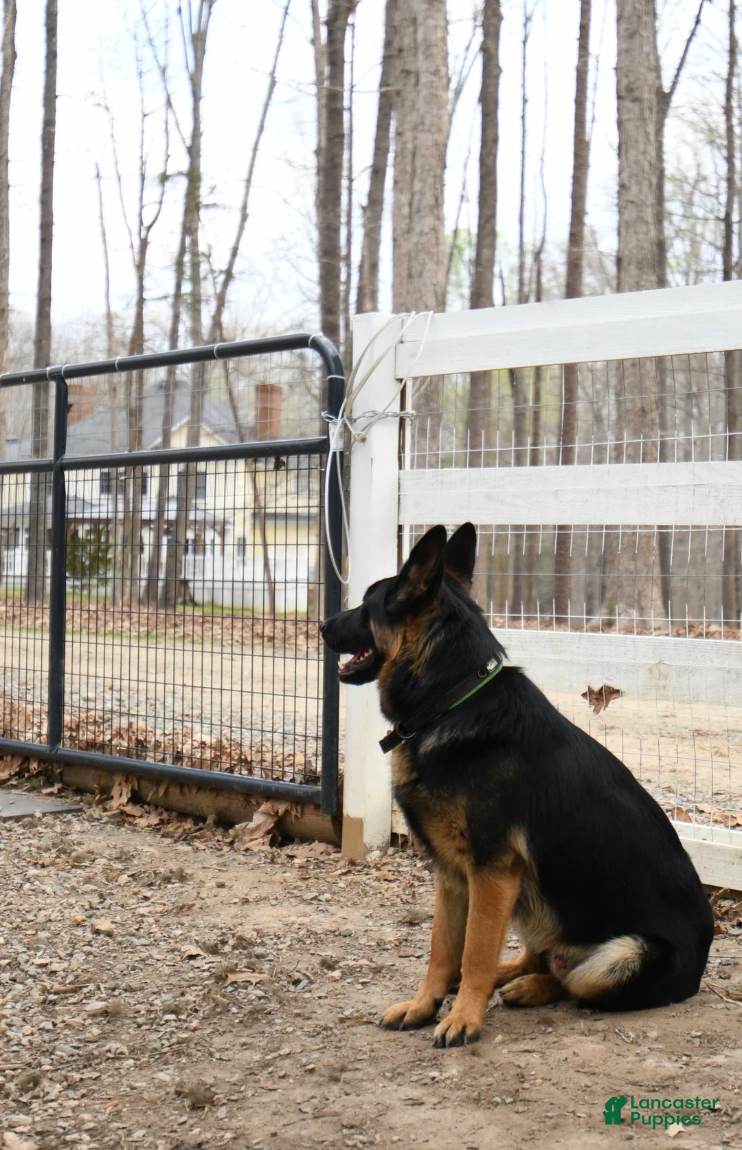 German Shepherd dogs for sale: German Shepherd Puppy 1 - Ad 2