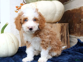 Mini Bernedoodle dogs Kirk - Ad 37