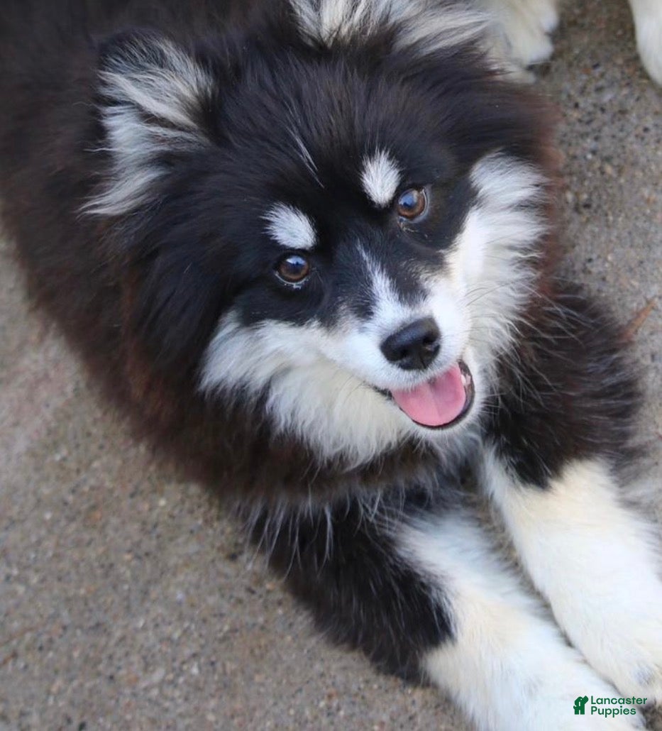 Pomsky dogs Pomsky Puppy 1 - Ad 37