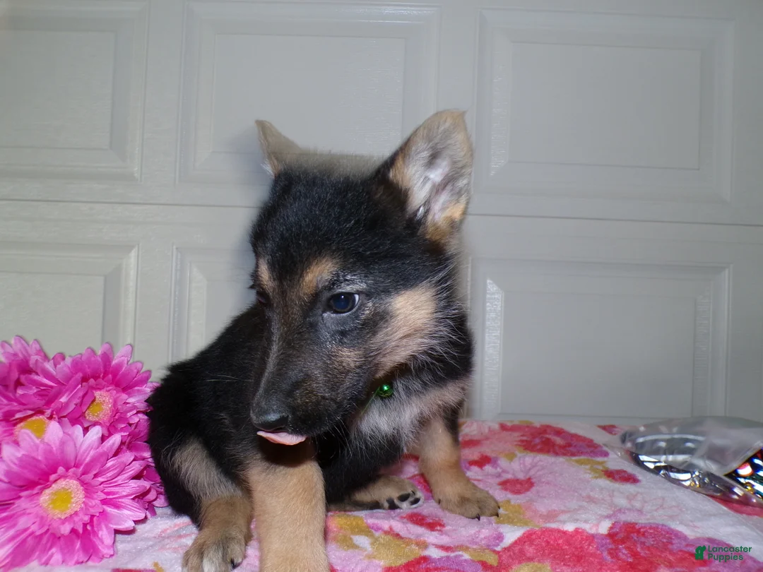German Shepherd dogs for sale: German Shepherd Puppy 1 Lindsay - Ad 3