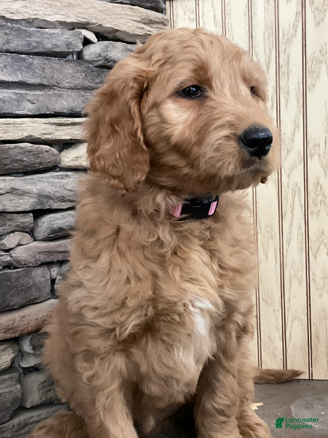 Goldendoodle dogs for sale: Caz - Ad 4