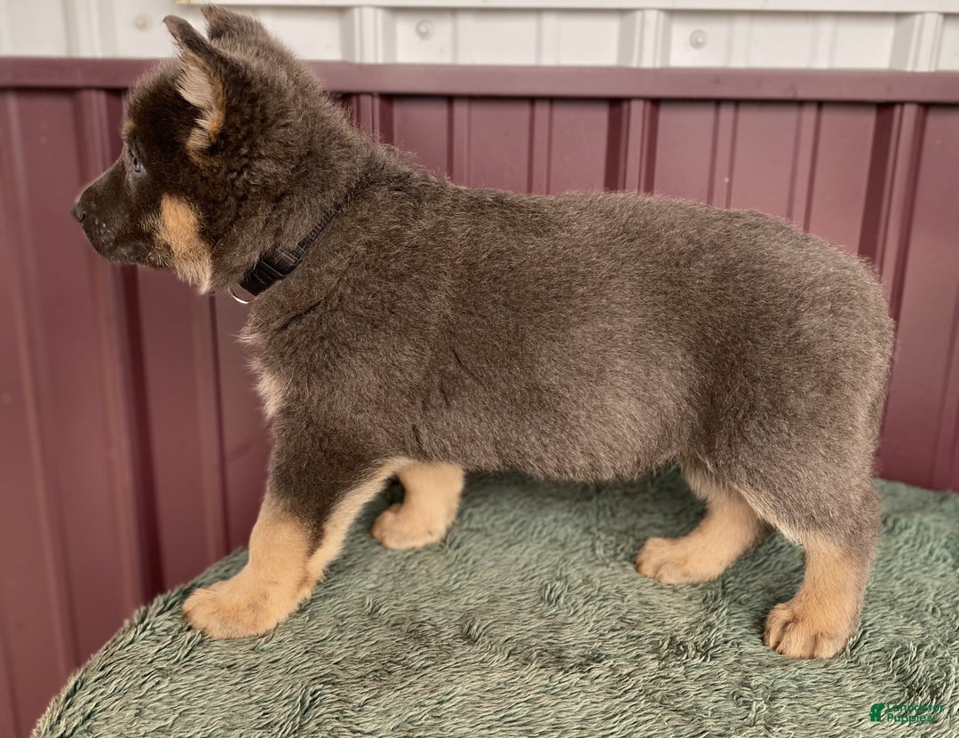 German Shepherd dogs for sale: German Shepherd Puppy 1 Duke - Ad 3