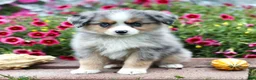 Miniature Australian Shepherd dogs for sale: Lee - Ad 2