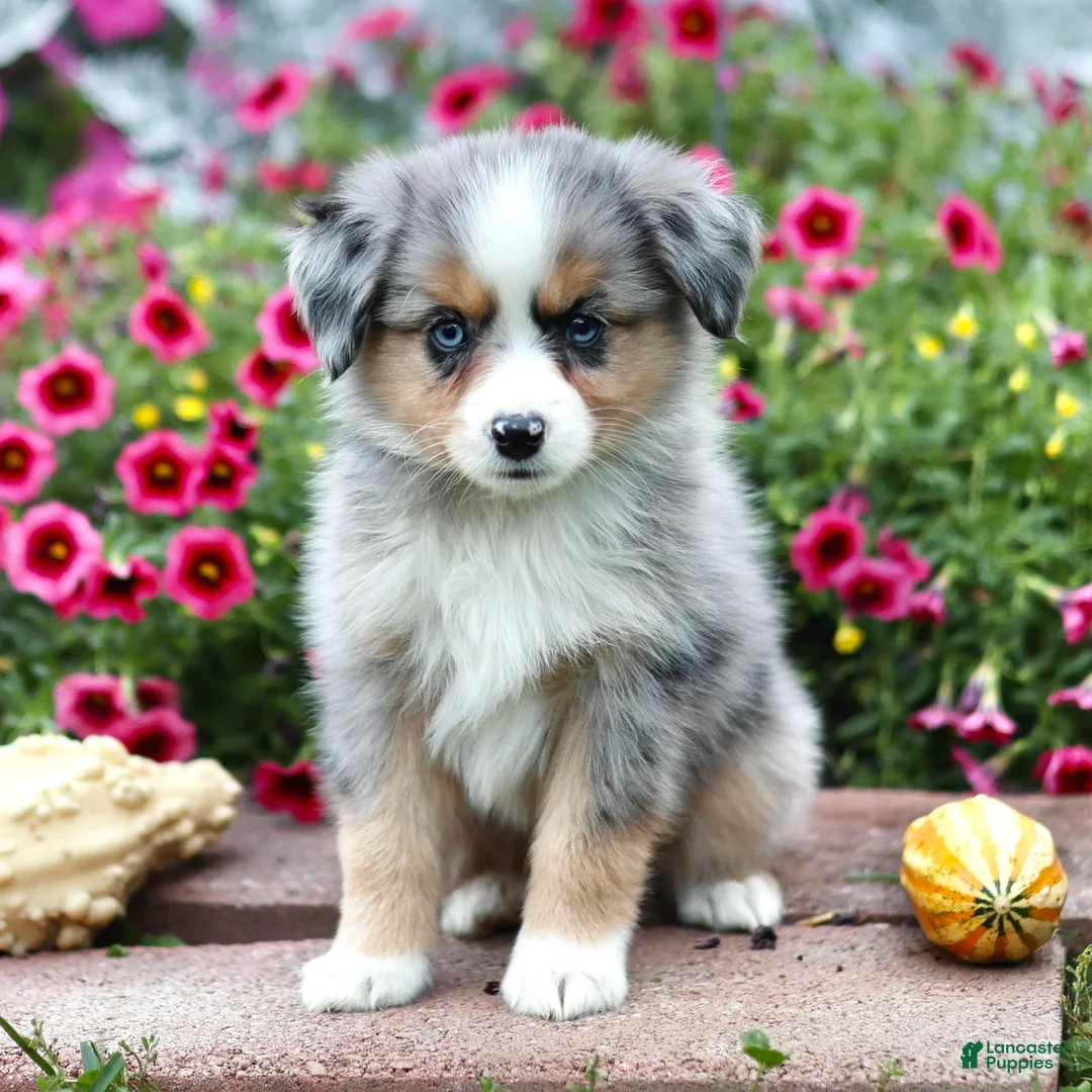 Miniature Australian Shepherd dogs for sale: Lee - Ad 2