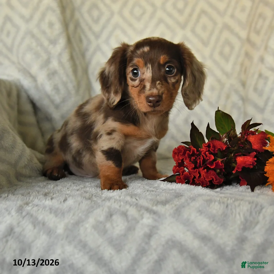 Miniature Dachshund dogs for sale: Dandy - Ad 1