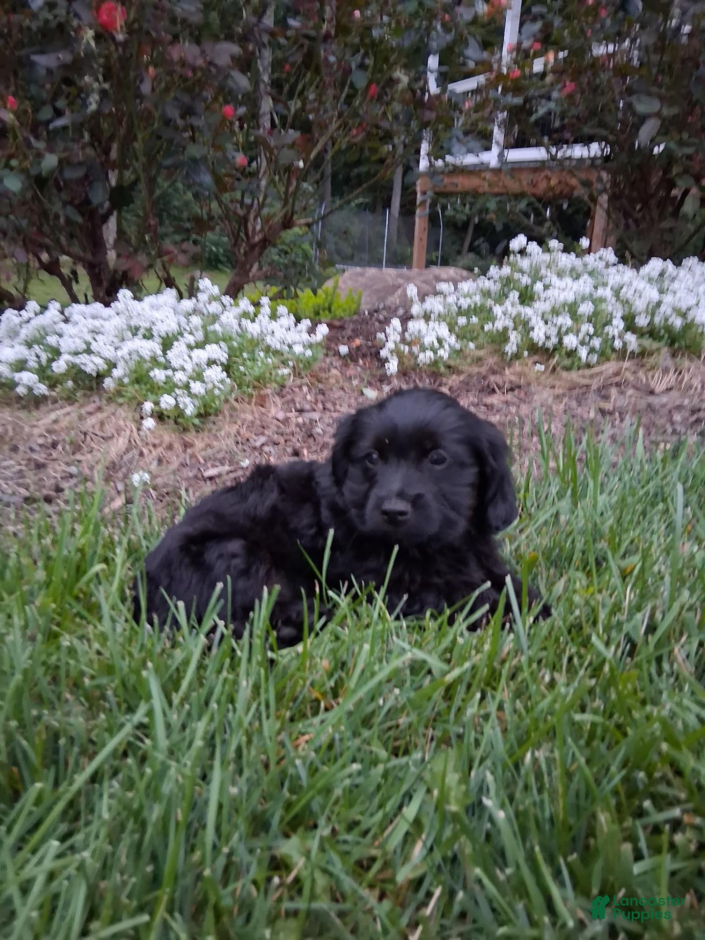 Yorkiepoo dogs for sale: Jet  - Ad 2