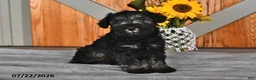 Miniature Schnauzer dogs for sale: Maggie - Ad 2