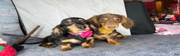 Miniature Dachshund dogs for sale: Import champion blood - Ad 9