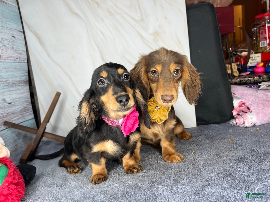 Miniature Dachshund dogs for sale: Import champion blood - Ad 9