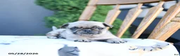 Pug dogs for sale: Lassie - Ad 5