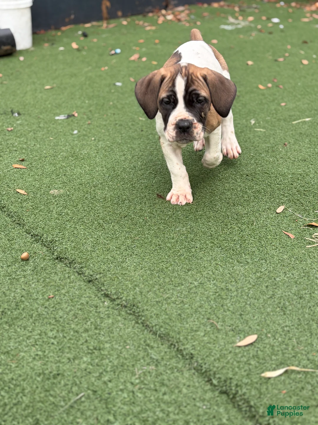South African Boerboels dogs for sale: South African Boerboels 5 - Ad 1