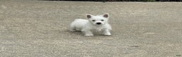 West Highland Terrier dogs for sale: Liam, AKC - Ad 2