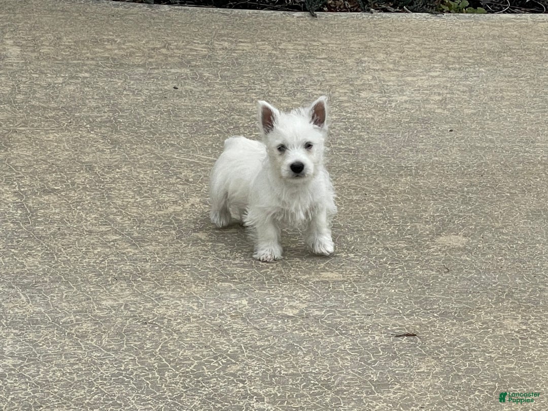 West Highland Terrier dogs for sale: Liam, AKC - Ad 2