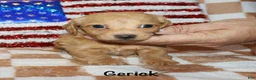 Miniature Dachshund dogs for sale:  Gerick - Ad 2