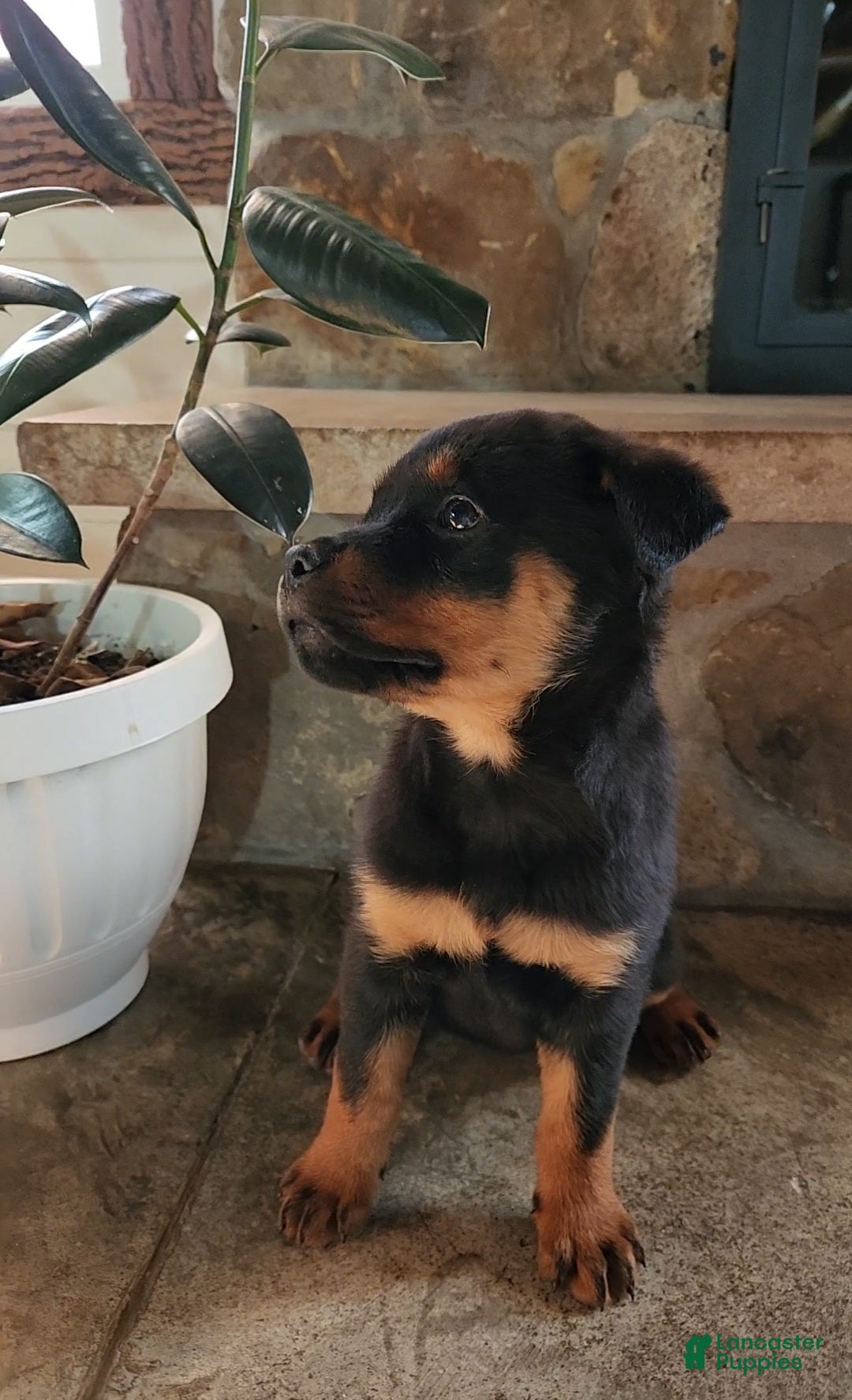 Rottweiler dogs for sale: Holly - Ad 5